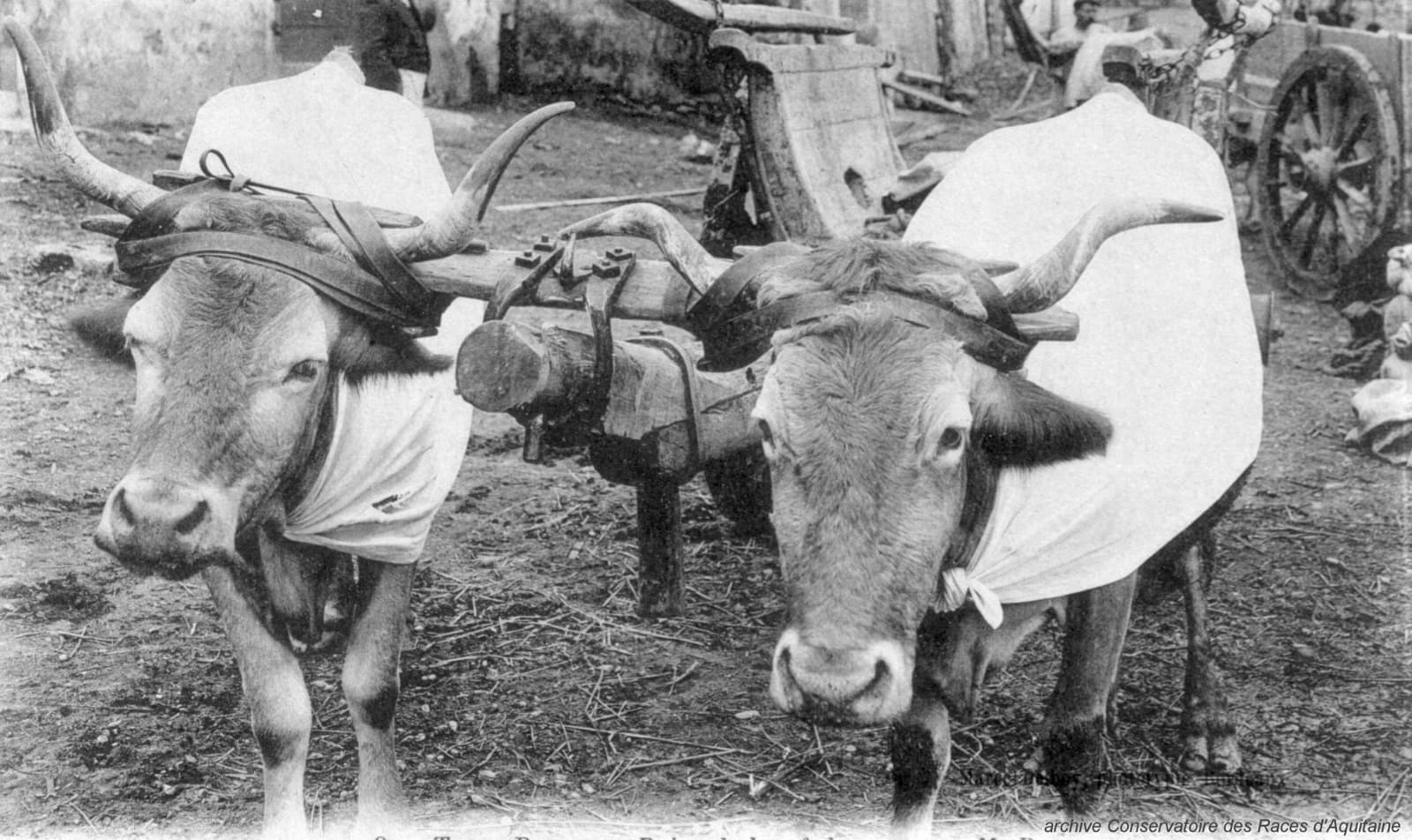 Illustration La Vache Béarnaise 2
