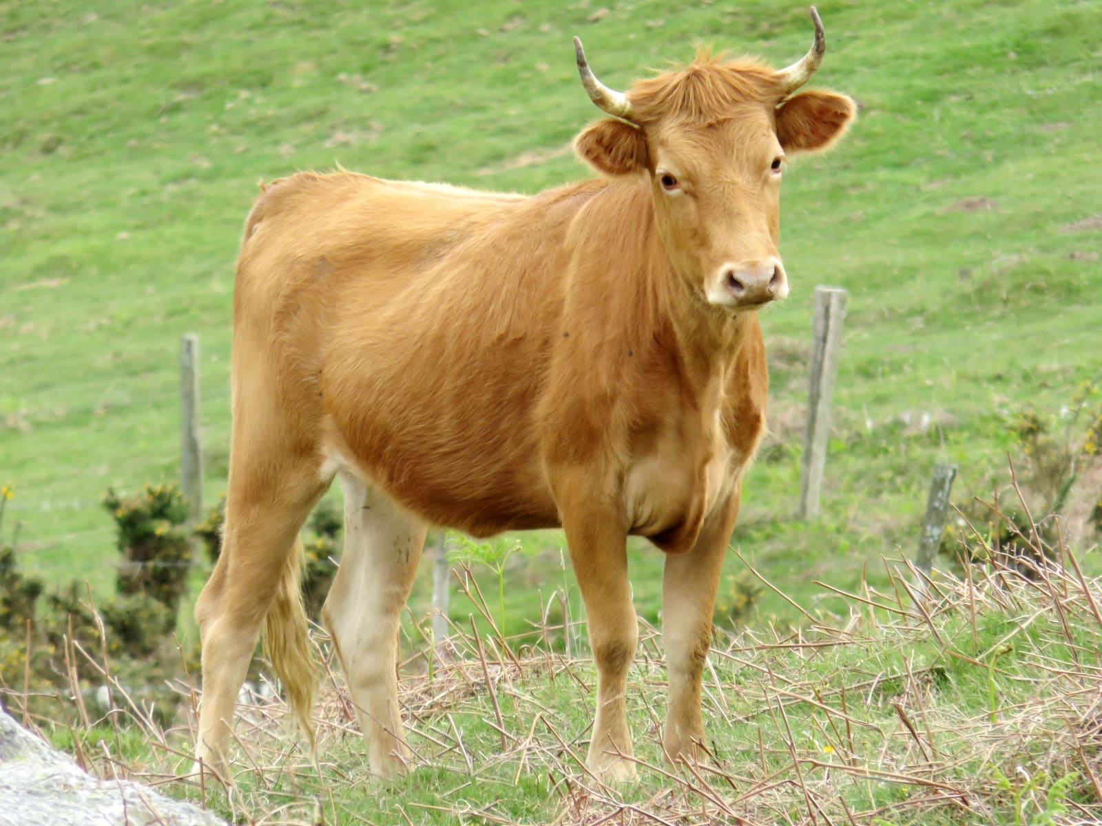 La Vache Betizu