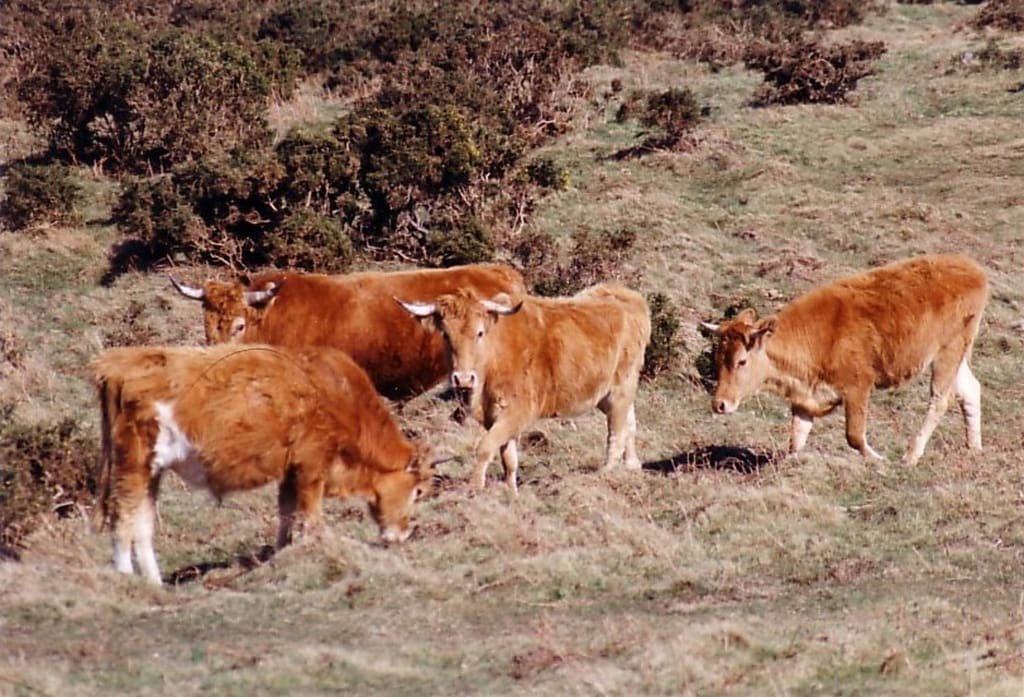 Illustration La Vache Betizu 1