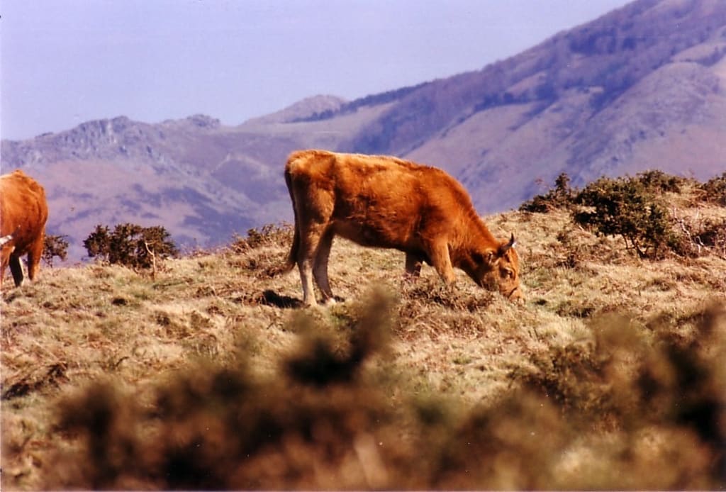 Illustration La Vache Betizu 2
