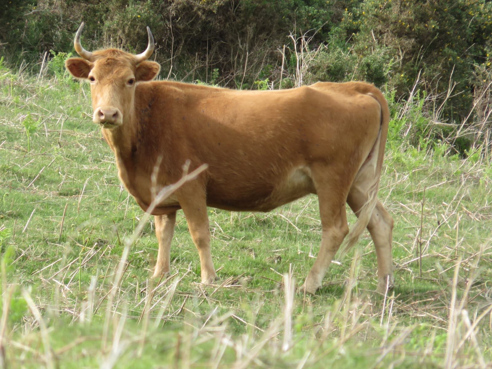 Illustration La Vache Betizu 3