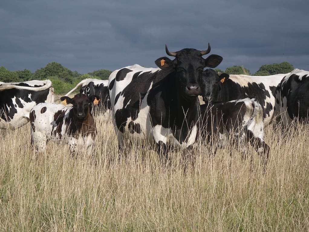 La Vache Bordelaise