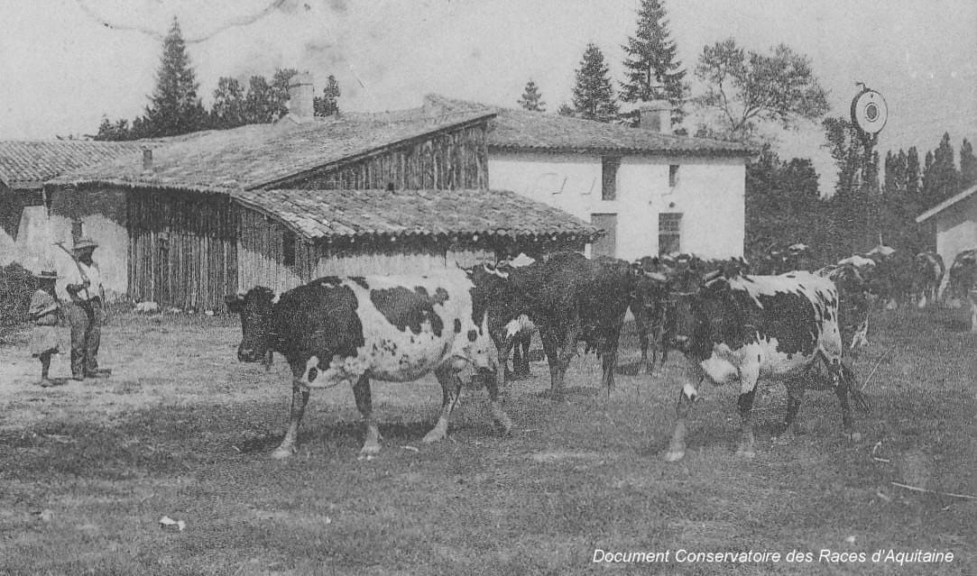 Illustration La Vache Bordelaise 2