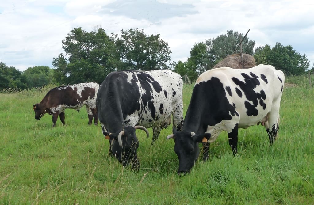 Illustration La Vache Bordelaise 3