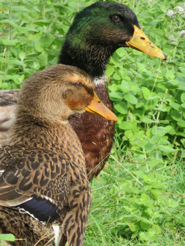 Le Canard Criard-Kriaxera