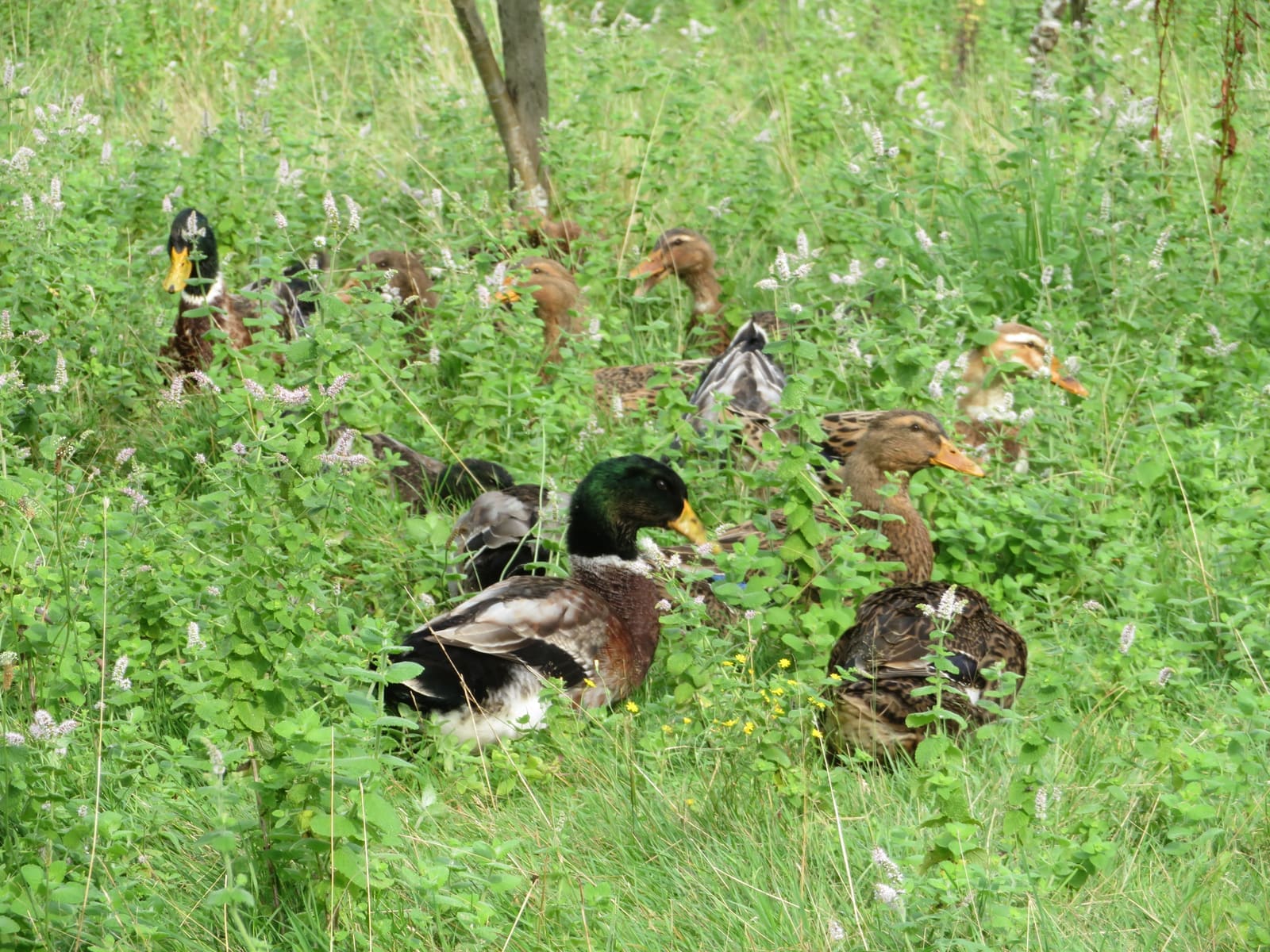 Illustration Le Canard Criard-Kriaxera 1