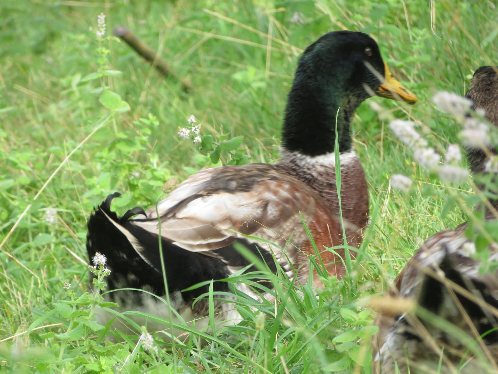 Illustration Le Canard Criard-Kriaxera 2