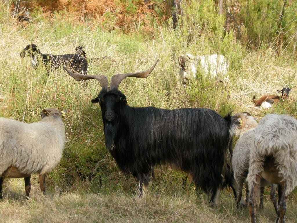 Illustration La Chèvre des Pyrénées 1