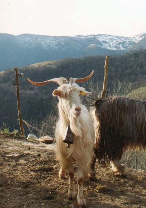 Illustration La Chèvre des Pyrénées 2