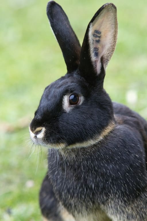 Le Lapin Chèvre