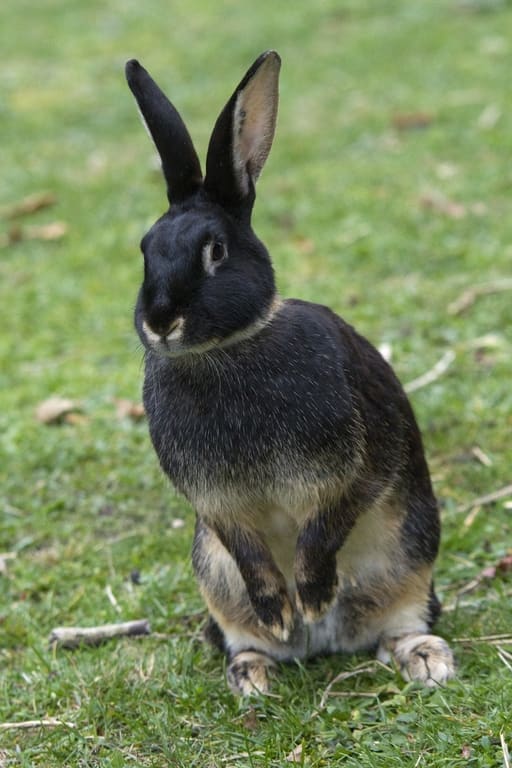 Illustration Le Lapin Chèvre 2