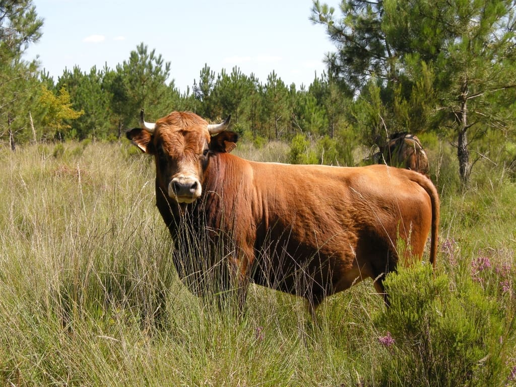 La Vache Marine