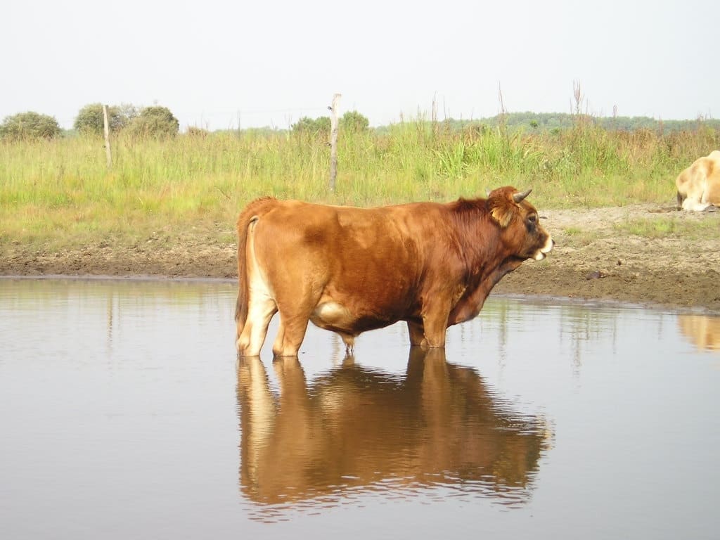 Illustration La Vache Marine 1