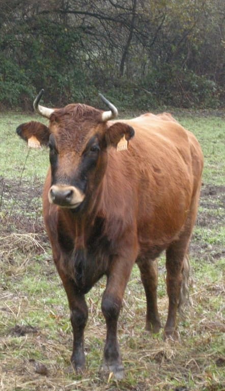 Illustration La Vache Marine 2