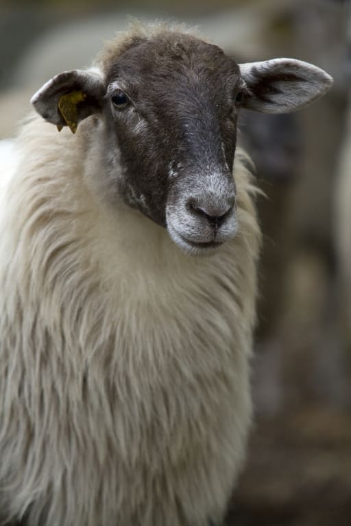 Le Mouton Landais
