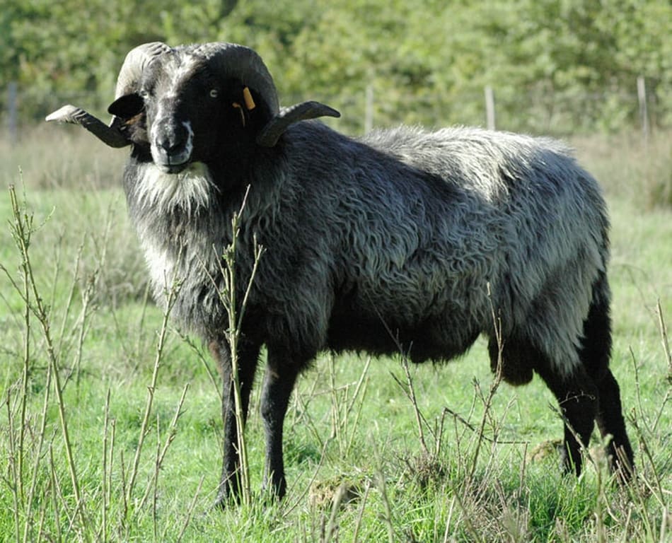 Illustration Le Mouton Landais 1