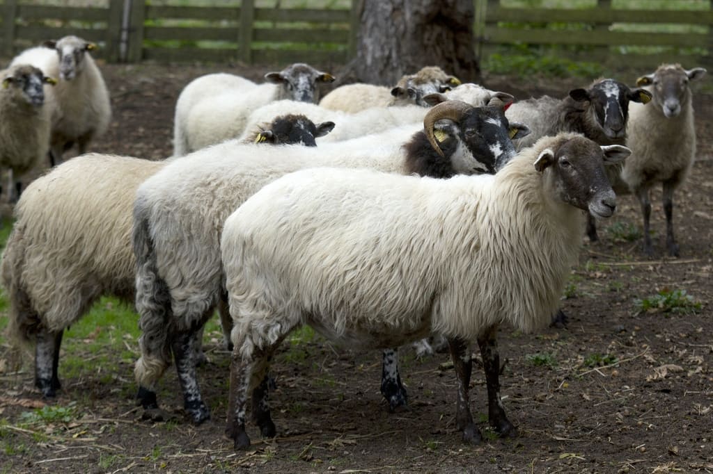 Illustration Le Mouton Landais 2