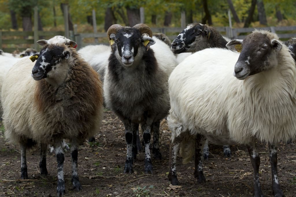 Illustration Le Mouton Landais 3