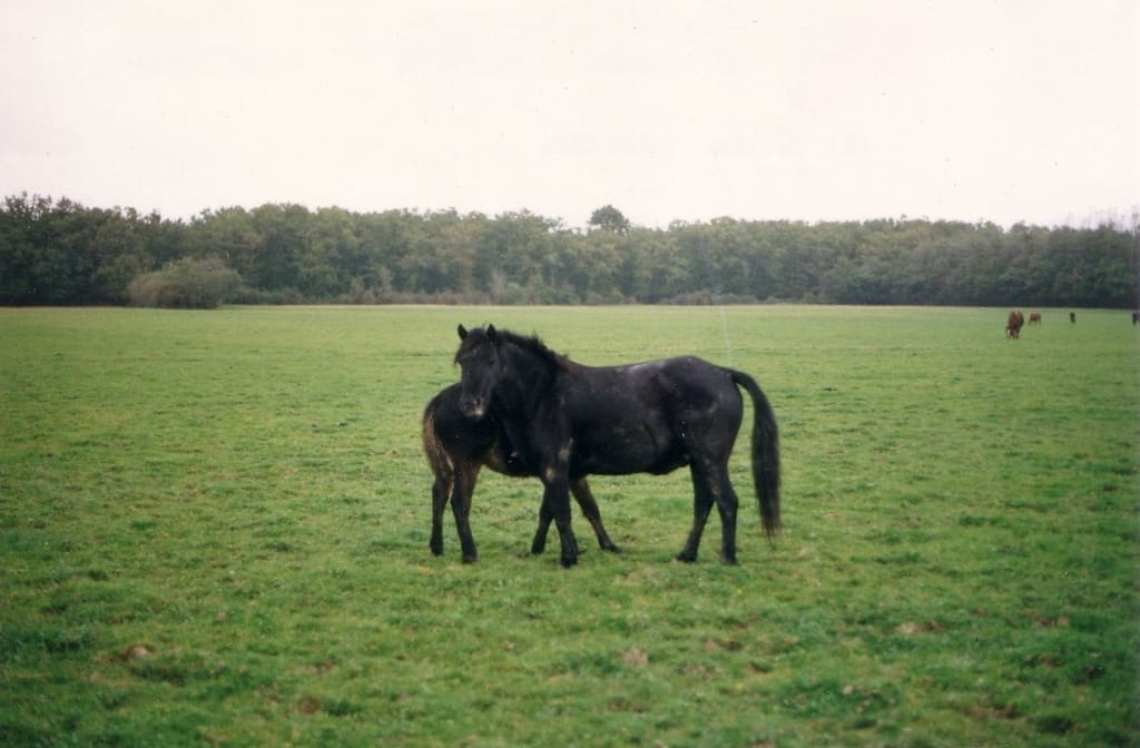 Illustration Le Poney Landais 1