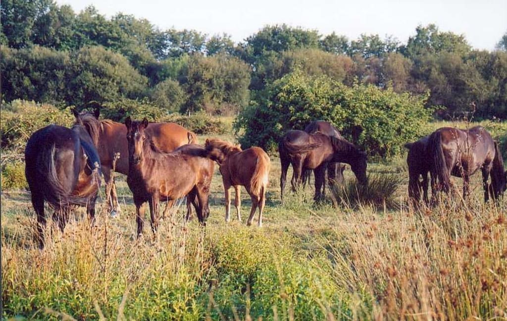 Illustration Le Poney Landais 2