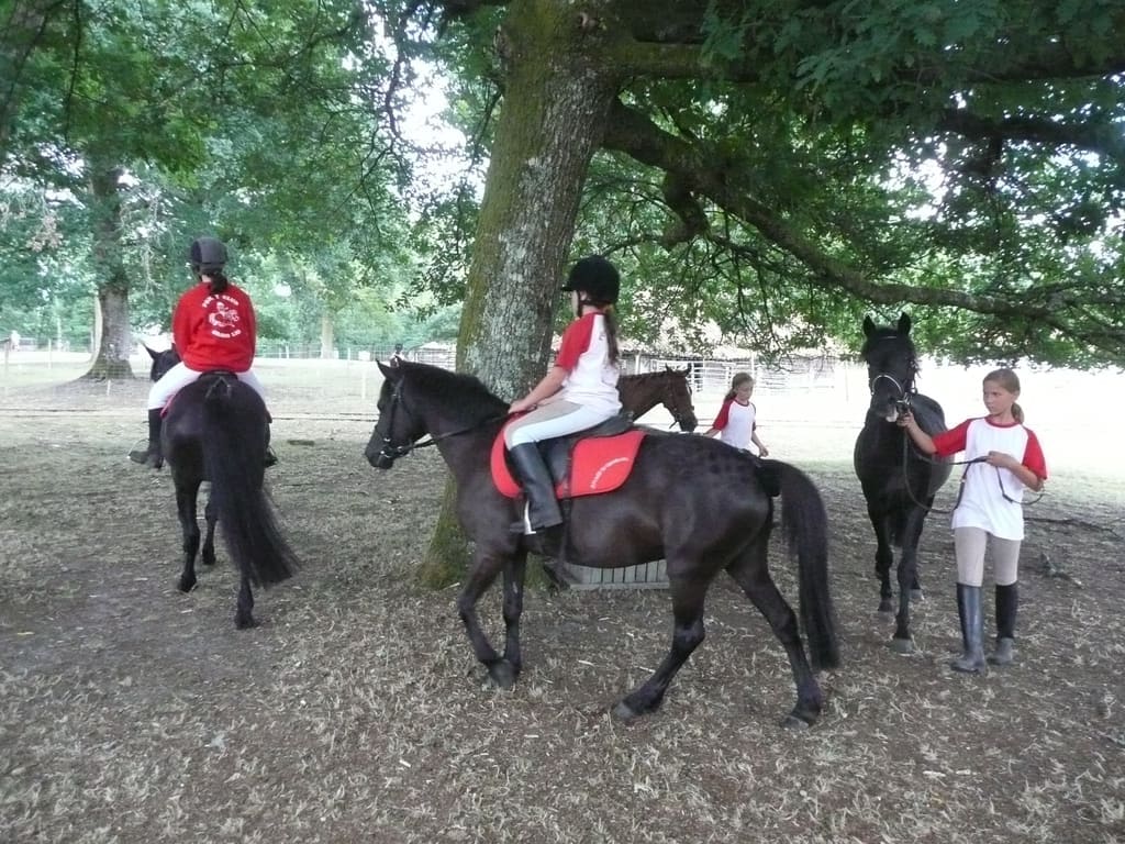 Illustration Le Poney Landais 3