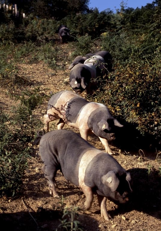 Le Porc Basque