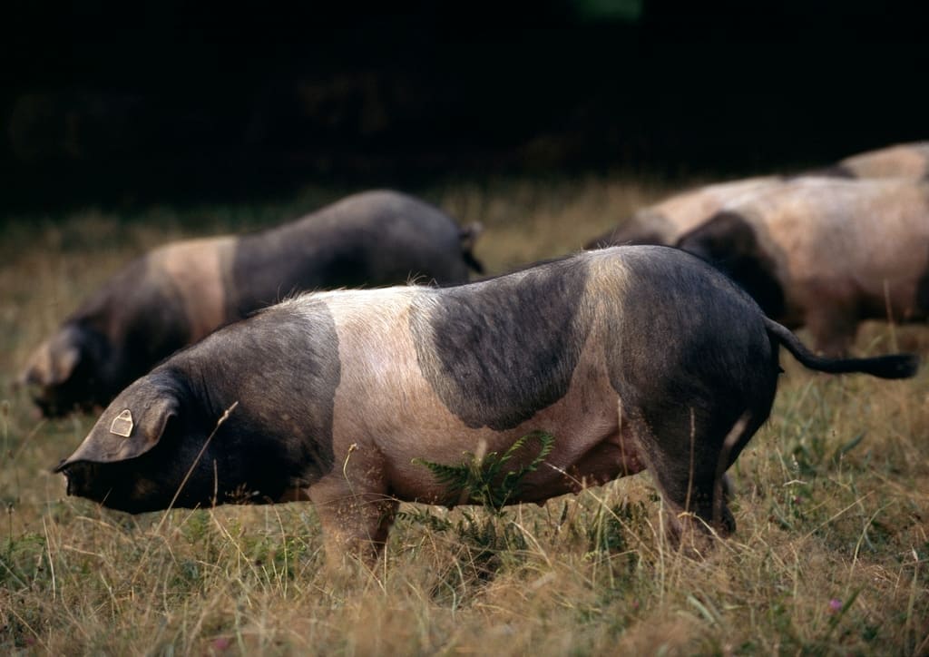 Illustration Le Porc Basque 1