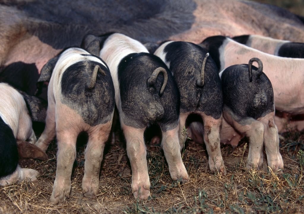Illustration Le Porc Basque 2