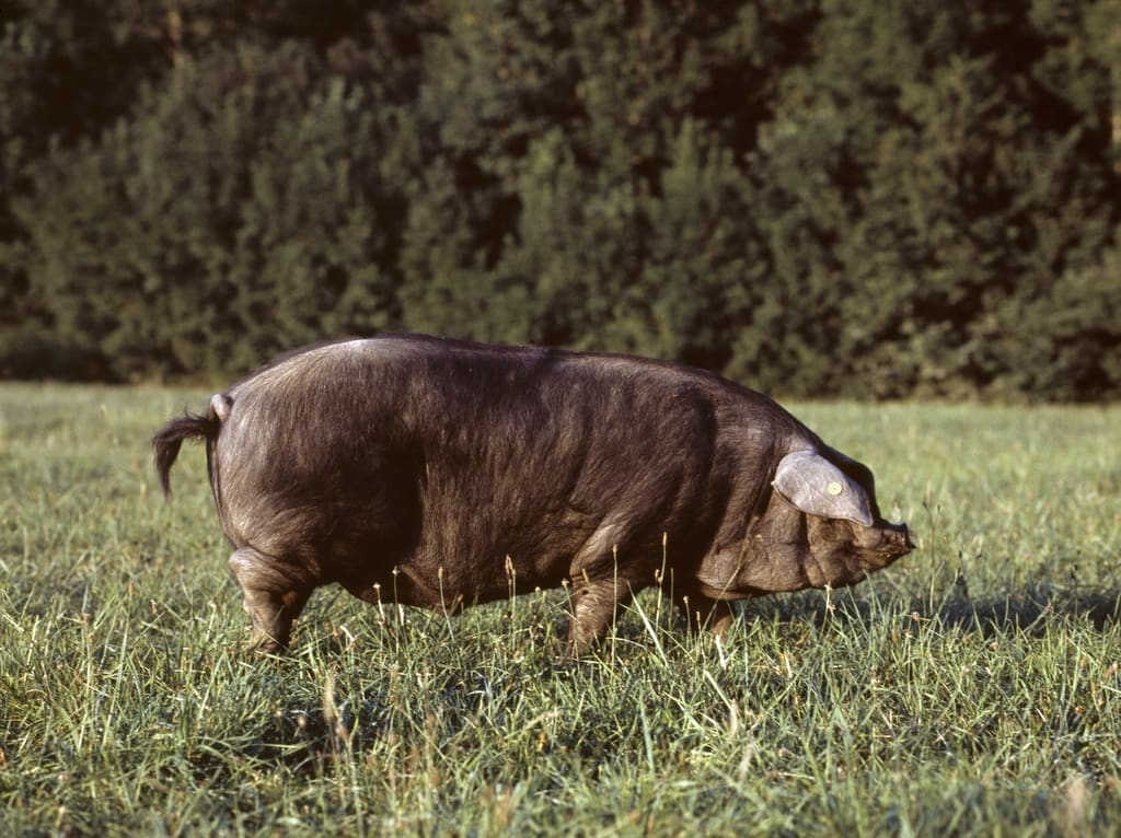 Le Porc Gascon