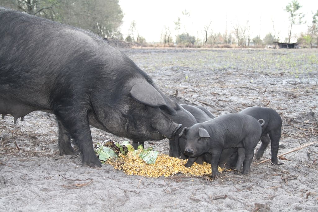 Illustration Le Porc Gascon 2