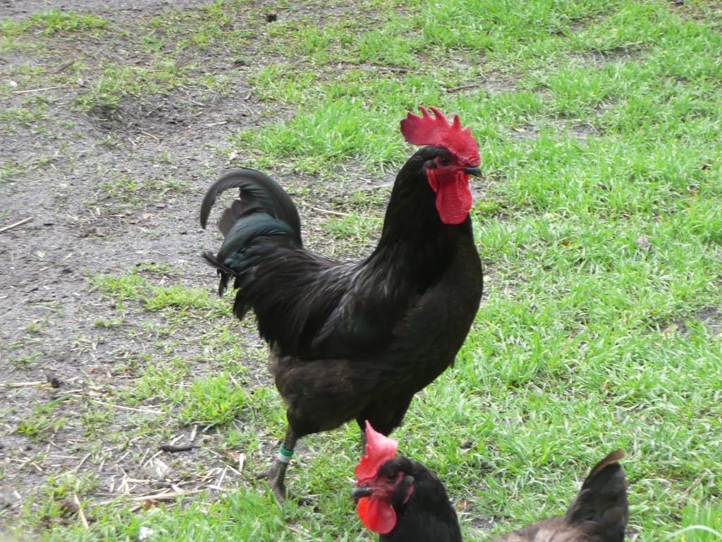 La Poule Gasconne