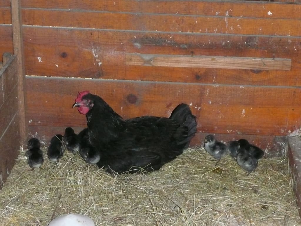 Illustration La Poule Gasconne 1