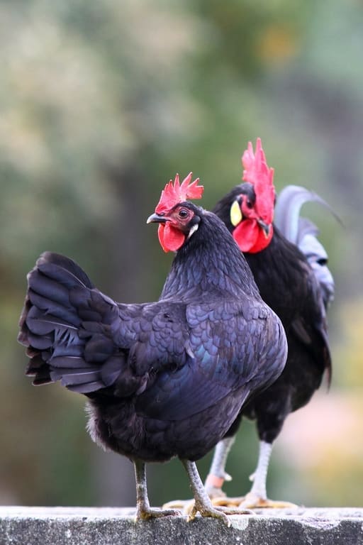 La Poule Landaise