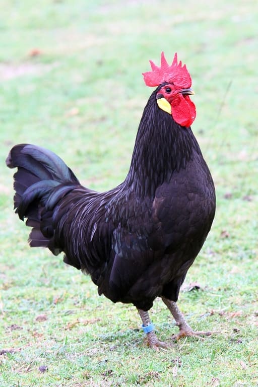 Illustration La Poule Landaise 1