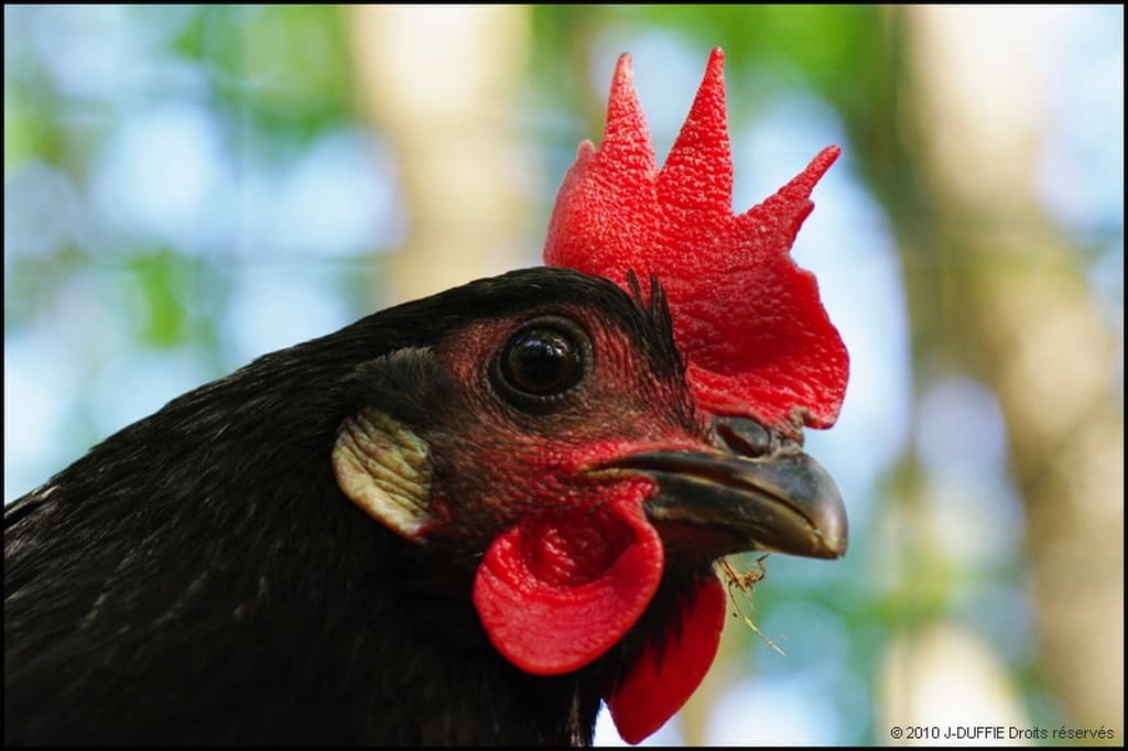 Illustration La Poule Landaise 2