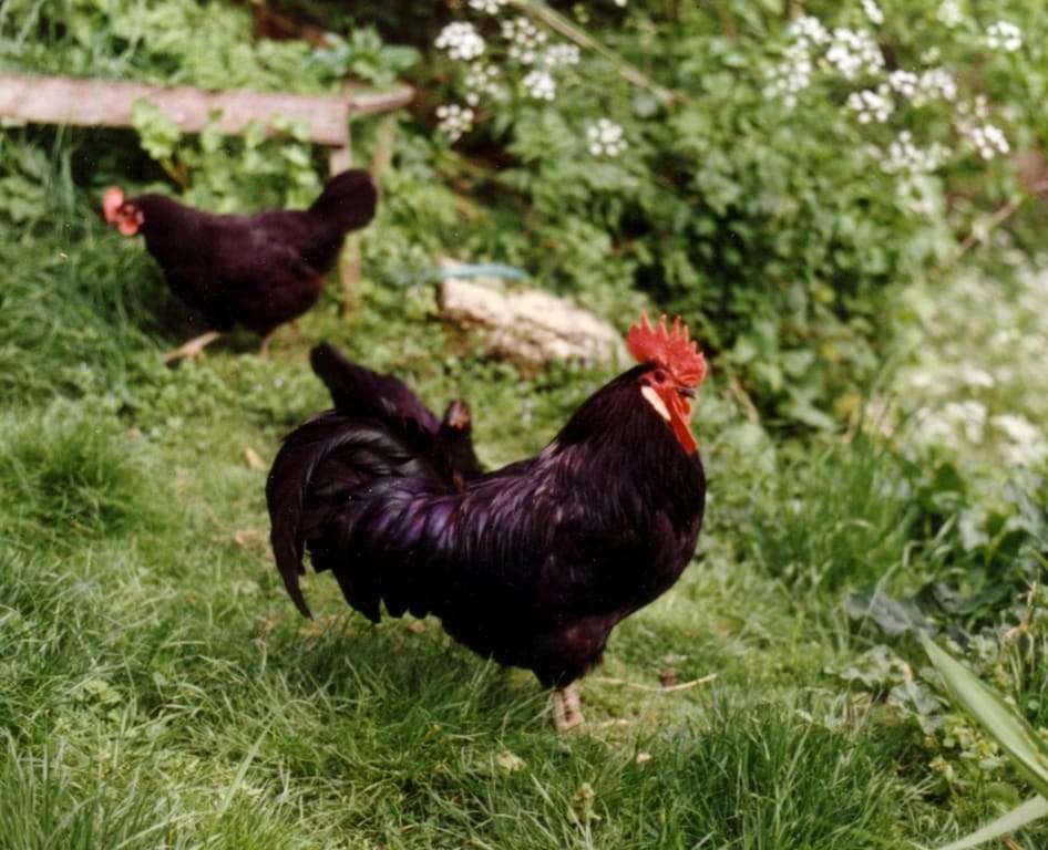 Illustration La Poule Landaise 3