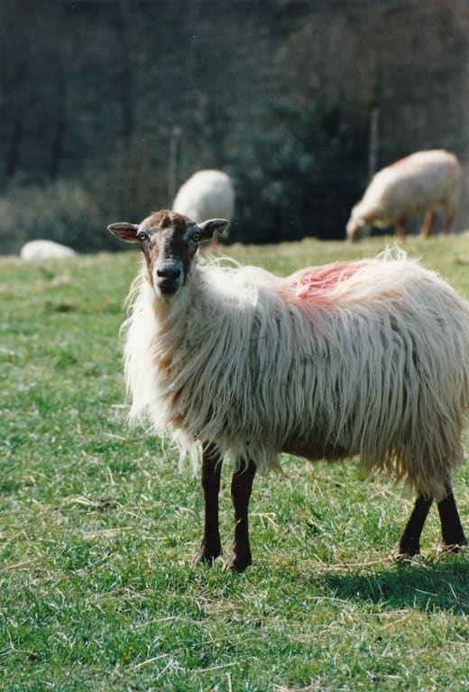 Le Mouton Sasi Ardia