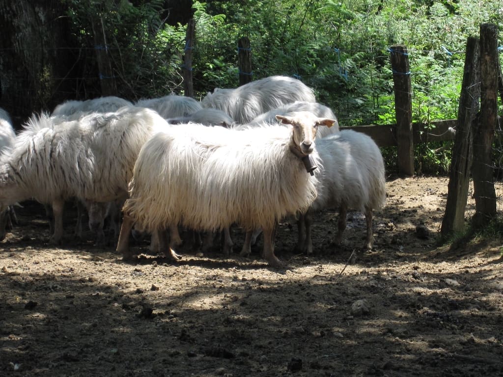 Illustration Le Mouton Sasi Ardia 1