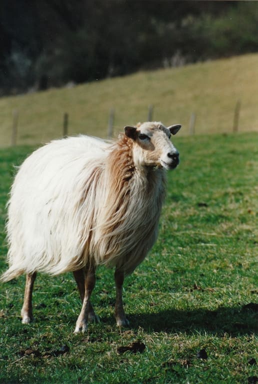 Illustration Le Mouton Sasi Ardia 2